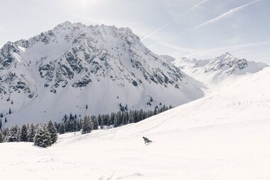 Skifahrer in olivgrüner Kleidung fährt allein über eine breite Piste, im Hintergrund ein großer, schneebedeckter Berg die "Ritzenspitzen" mit Waldrand. | © Gargellner Bergbahenn GmbH & Co KG, Daniel Zangerl